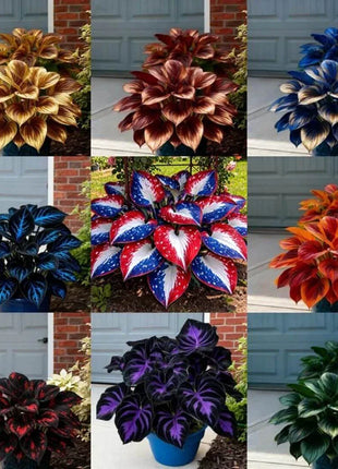 🎉Last Day Sale Off 49%🎉Celebrate America's 250th 🌱Premium Shade-Loving Hosta Seeds