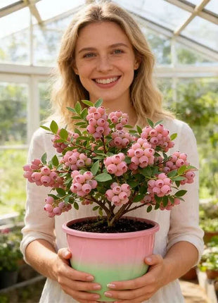 🔥50K+ SOLD!💟Premium Pink Blueberry Seeds -😋A Uniquely Delightful Taste