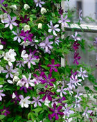 Clematis Seeds-The Queen of Climbing Vines