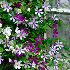 Collection image for: （Seeds）Flower Seeds