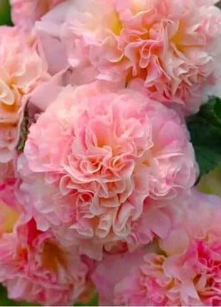 🏆 50K+ SOLD!🌺Double Hollyhock Seeds – Fall & Winter Planting, Perennial Blooms & Stunning Garden Elegance 🍂