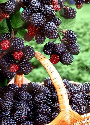 🔥Sweet Giant Blackberry Seeds