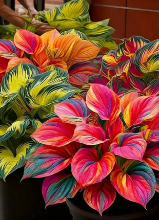 🎉Last Day Sale Off 49%🎉Celebrate America's 250th 🌱Premium Shade-Loving Hosta Seeds