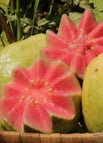 Red-hearted guava / 100 grains