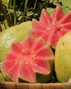 🍈Tropical Guava Growing Kit for Pots & Gardens