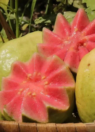 🍈Tropical Guava Growing Kit for Pots & Gardens