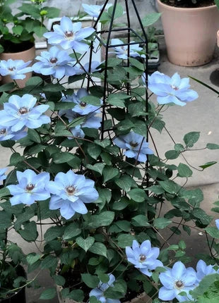 Clematis Seeds-The Queen of Climbing Vines