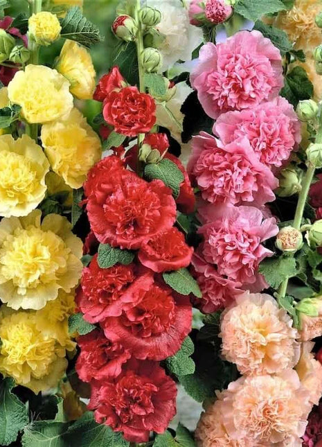 🏆 50K+ SOLD!🌺Double Hollyhock Seeds – Fall & Winter Planting, Perennial Blooms & Stunning Garden Elegance 🍂