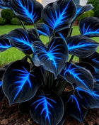 🔥🌌 Glow-in-the-Dark Garden Magic: Rare Dark Blue Flame Hostas Seeds