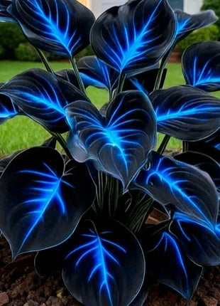 🔥🌌 Glow-in-the-Dark Garden Magic: Rare Dark Blue Flame Hostas Seeds