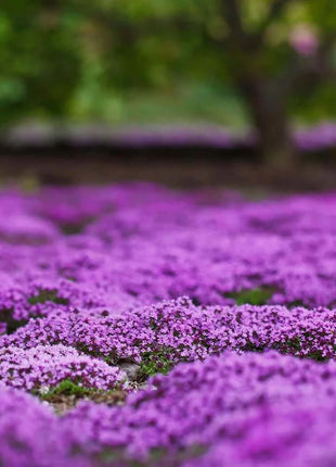 Creeping Thyme Homegrown Seeds Easy to Plant and Grow Non-GMO Perennial Flower Premium Seeds
