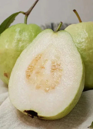🍈Tropical Guava Growing Kit for Pots & Gardens