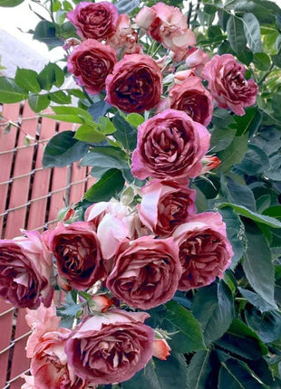 [3 days germination]🌺Climbing Rose Seeds
