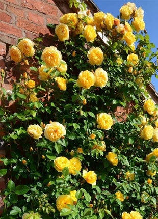 [3 days germination]🌺Climbing Rose Seeds
