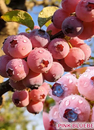 🔥50K+ SOLD!💟Premium Pink Blueberry Seeds -😋A Uniquely Delightful Taste