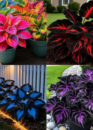 🎉Last Day Sale Off 49%🎉Celebrate America's 250th 🌱Premium Shade-Loving Hosta Seeds