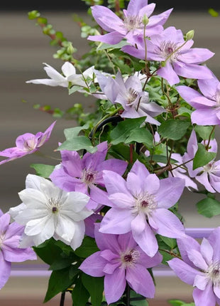 Clematis Seeds-The Queen of Climbing Vines