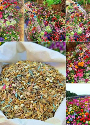 Mixed-perennial-flowers-seeds-over-60-kinds-mixed
