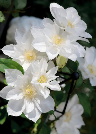 Clematis Seeds-The Queen of Climbing Vines