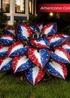 Americana / Set1 (100Seeds - 45Ft²)
