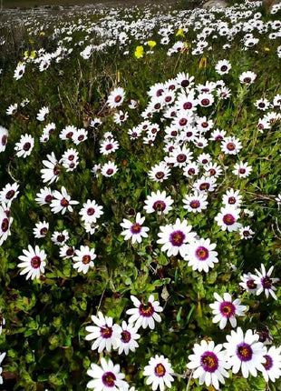 Africa Daisy Seeds-Drought-Proof Color Explosion