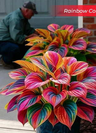 🎉Last Day Sale Off 49%🎉Celebrate America's 250th 🌱Premium Shade-Loving Hosta Seeds