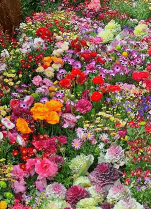 Mixed-perennial-flowers-seeds-over-60-kinds-mixed