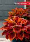 Maple Leaf Red / Set1 (100Seeds - 45Ft²)