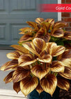 Gold / Set1 (100Seeds - 45Ft²)