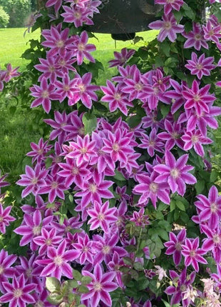 🌸 Clematis seeds - easy to grow✅ even beginners can easily handle it.
