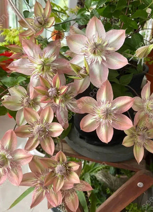 🌸 Clematis seeds - easy to grow✅ even beginners can easily handle it.