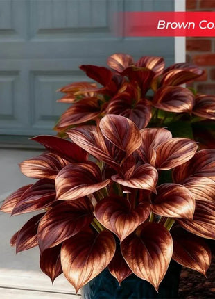 🎉Last Day Sale Off 49%🎉Celebrate America's 250th 🌱Premium Shade-Loving Hosta Seeds