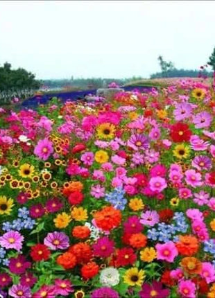 Mixed-perennial-flowers-seeds-over-60-kinds-mixed