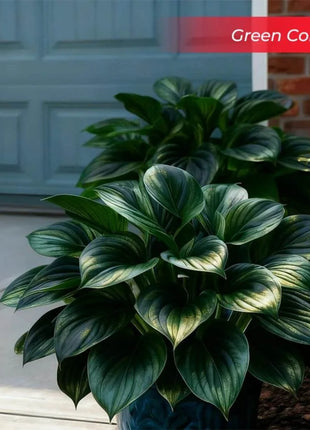 🎉Last Day Sale Off 49%🎉Celebrate America's 250th 🌱Premium Shade-Loving Hosta Seeds