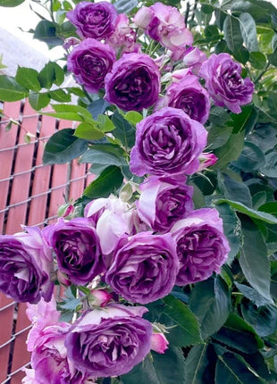 [3 days germination]🌺Climbing Rose Seeds