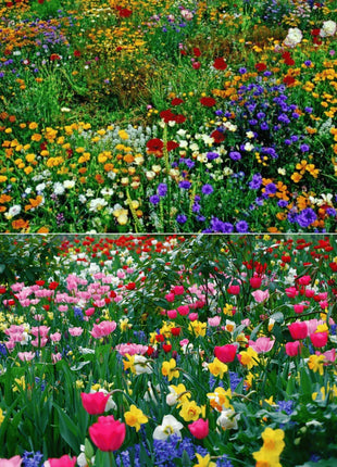 Mixed-perennial-flowers-seeds-over-60-kinds-mixed