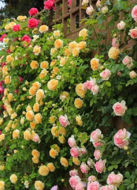 [3 days germination]🌺Climbing Rose Seeds