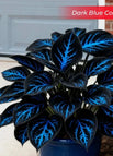 Dark Blue / Set1 (100Seeds - 45Ft²)