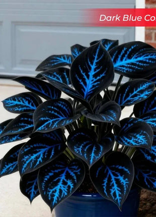 🎉Last Day Sale Off 49%🎉Celebrate America's 250th 🌱Premium Shade-Loving Hosta Seeds