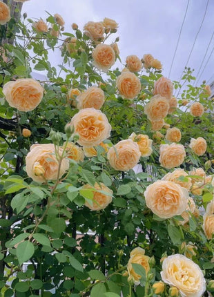[3 days germination]🌺Climbing Rose Seeds