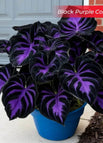 Black Purple / Set1 (100Seeds - 45Ft²)