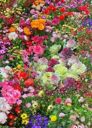 Mixed-perennial-flowers-seeds-over-60-kinds-mixed