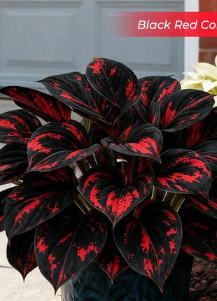 🎉Last Day Sale Off 49%🎉Celebrate America's 250th 🌱Premium Shade-Loving Hosta Seeds