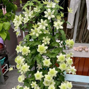 🌸 Clematis seeds - easy to grow✅ even beginners can easily handle it.