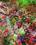 Mixed-perennial-flowers-seeds-over-60-kinds-mixed
