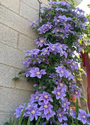🌸 Clematis seeds - easy to grow✅ even beginners can easily handle it.
