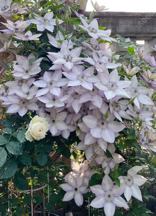 🌸 Clematis seeds - easy to grow✅ even beginners can easily handle it.