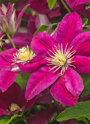 🌸 Clematis seeds - easy to grow✅ even beginners can easily handle it.