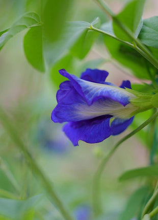Magic Color-Changing Butterfly Pea Seeds –  Wellness Superflower