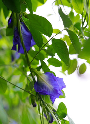 Magic Color-Changing Butterfly Pea Seeds –  Wellness Superflower
